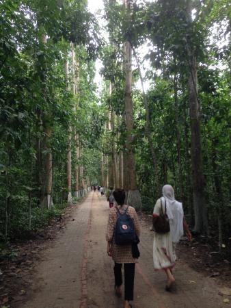 Lawachara National Park Sylhet